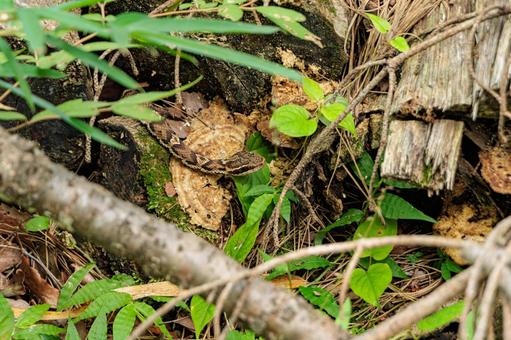 茂みの中から顔を出す毒蛇のマムシ 茂みの中から顔を出す毒蛇のマムシの写真