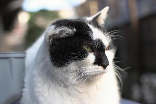 Cat gazing into the distance, JPG Cat gazing into the distance, JPG