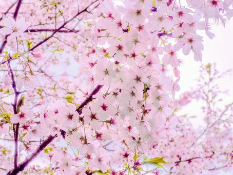 桜 桜 桜,さくら,サクラの写真素材