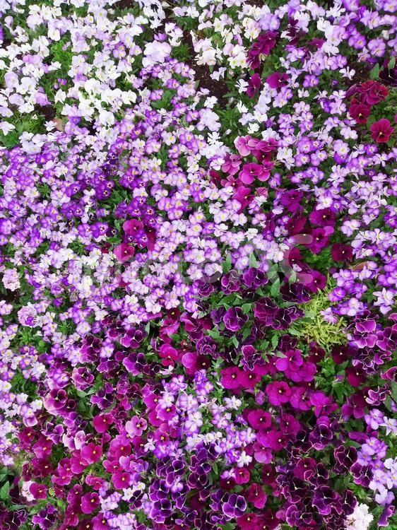 紫の花のグラデーション絨毯 花,花畑,花壇の写真素材