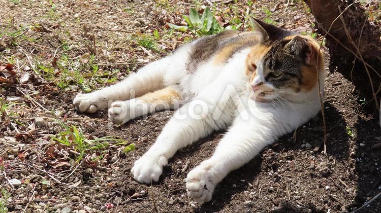 筋トレの成果を感じるムキムキな三毛猫 三毛猫,猫,寝そべるの写真素材