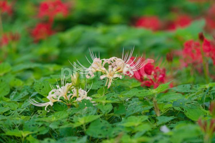 草むらで咲く紅白の美しい彼岸花 彼岸花,曼珠沙華,草花の写真素材