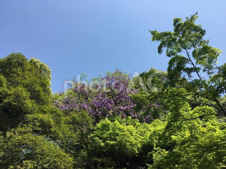 青空と藤と緑 自然,葉,木の写真素材