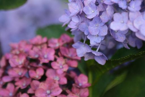紫陽花 紫陽花の写真