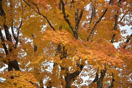 晩秋の紅葉 もみじ,秋,木の写真素材