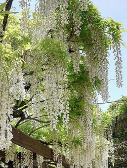 Photo, wisteria trellis, fuji, flower, 