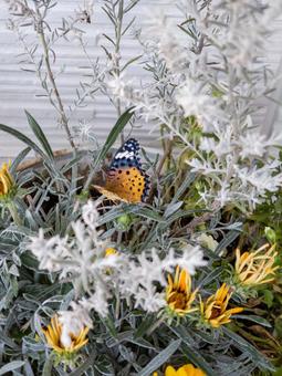 花に舞うカラフルな蝶 蝶,花,植物の写真素材
