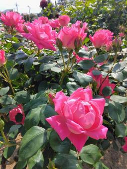 敷島公園のバラ 薔薇,フラワー,春の写真素材