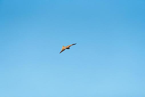大空を優雅に舞うトビ 大空を優雅に舞うトビ トビ,猛禽類,野鳥の写真素材