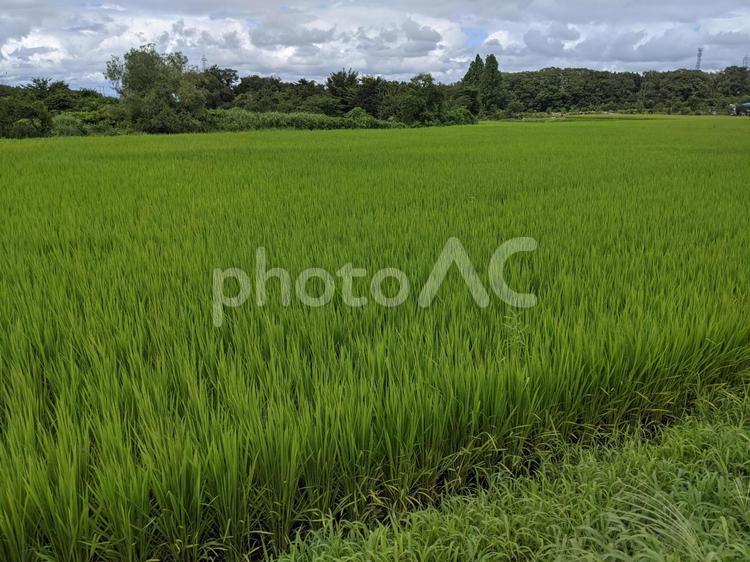田んぼの稲穂　その5 蕎麦,9月,秋の写真素材