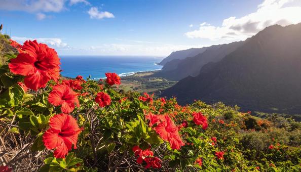 ハイビスカスの赤い花 ハイビスカスの赤い花の写真