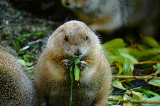 もぐもぐしてるプレーリードッグ プレーリードッグ,動物,小動物の写真素材