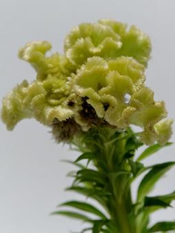 グリーンのケイトウの花 グリーンのケイトウの花の写真