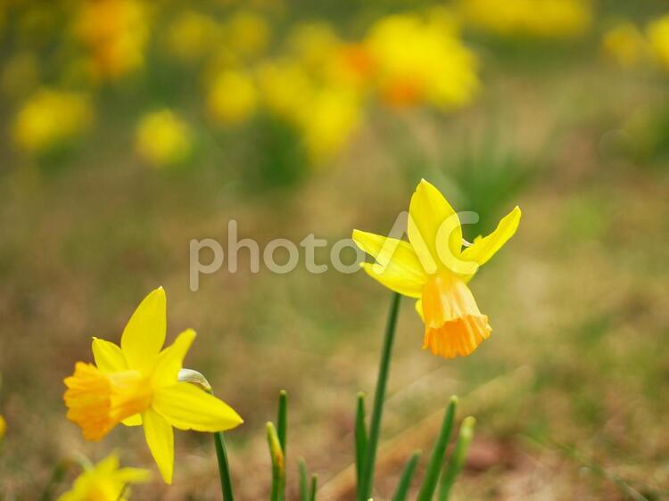 爽やかな水仙のお花畑 スイセン,水仙,丘の写真素材