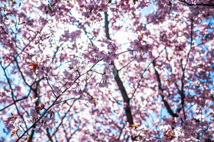 チシマザクラ～北海道の春 チシマザクラ,桜,春の写真素材