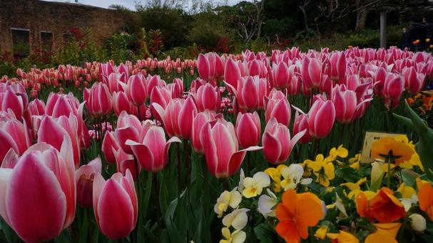 Tulips, JPG Tulips, JPG