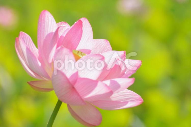蓮の花 蓮の花,蓮,仏教の写真素材