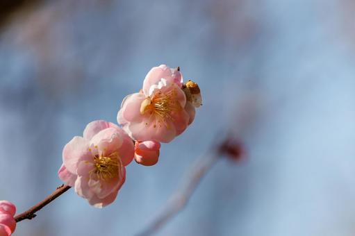 青空に映える満開の梅 梅,迎春,梅の花の写真素材