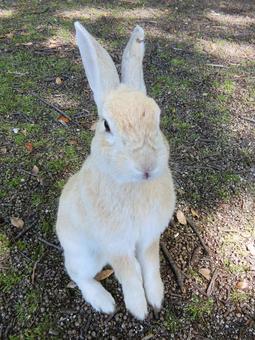 広島 大久野島 うさぎ島のうさぎ2 広島 大久野島 うさぎ島のうさぎ2 うさぎ,兎,卯の写真素材