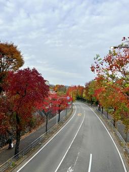 秋の40キロカーブ 道,街路樹,歩道の写真素材