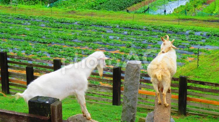 ６月中旬の香南アグリームのヤギ 背景,ヤギ,香南アグリームの写真素材