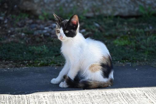 三毛猫の子猫 三毛猫,毛並み,ひげの写真素材