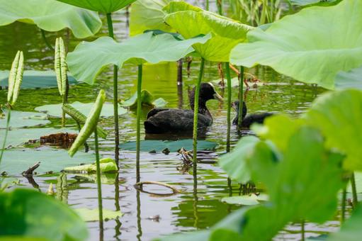 オオバンの子育て⑵ オオバンの子育て⑵ 鳥,オオバン,野鳥の写真素材