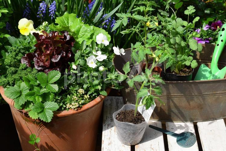 ガーデニング、苗の植え付け 苗,植え付け,春の写真素材