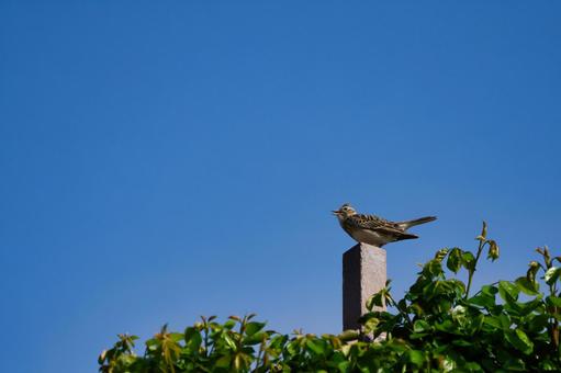 Photo, lark, wild bird, the emperor, 