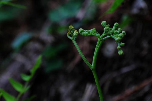 ワラビの成長-5 ワラビの成長-5 ワラビ,山野草,幻想的の写真素材