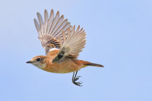 秋の青空を飛ぶノビタキ 秋の青空を飛ぶノビタキ ノビタキ,野鶲,冬羽の写真素材