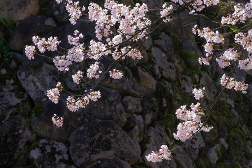 石垣に映える桜 石垣に映える桜の写真