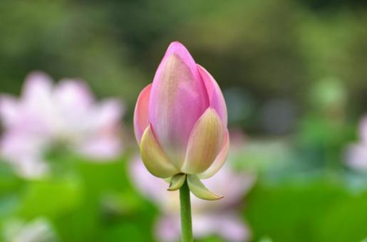 Photo, plant, a lotus, oga lotus, 