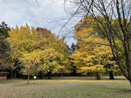 紅葉はじまりの写真