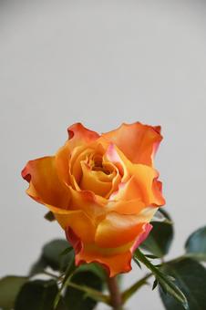 オレンジ色のバラの写真