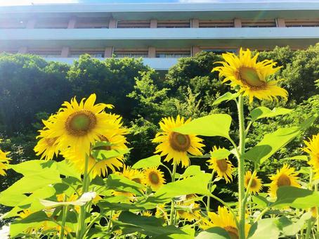 ひまわり畑 ひまわり畑の写真
