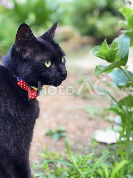 考え中の黒猫 猫,黒猫,にゃんこの写真素材