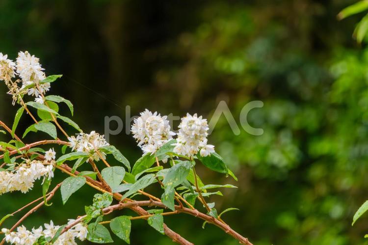 水滴煌めくウツギの小花 ヒメウツギ,ウツギ,花の写真素材