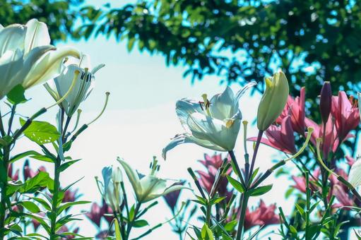 Photo, lily, lily park, full bloom, 