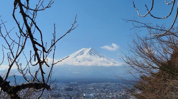 富士山と木の枝 富士山と木の枝 富士山,青空,山の写真素材