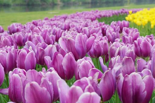 Tulips, JPG Tulips, JPG