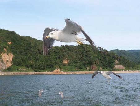ウミネコ 笹川流れに舞う ウミネコ 笹川流れに舞うの写真