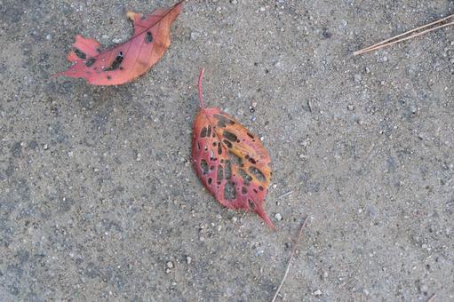 土の地面に落ちた虫食い穴のある紅葉の葉 紅葉,落ち葉,虫食いの写真素材