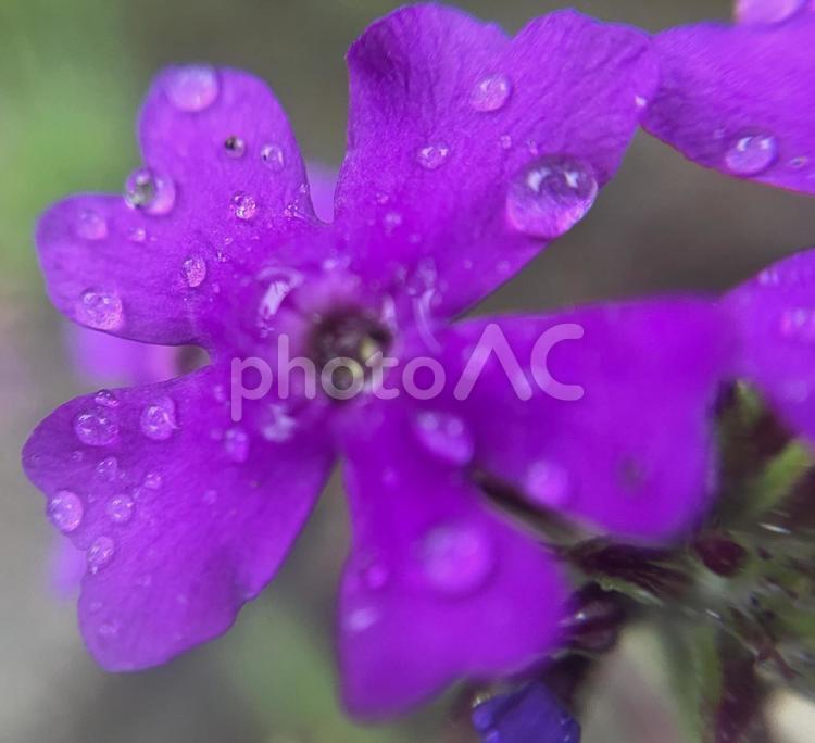 雨粒の乗ったバーベナ(ビジョザクラ) ビジョザクラ,ヒメビジョザクラ,美女桜の写真素材