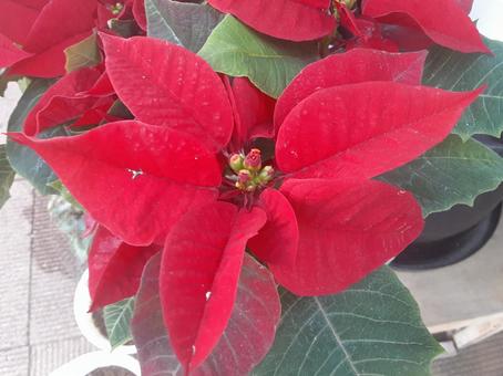 ポインセチア ポインセチア,クリスマス,植物の写真素材
