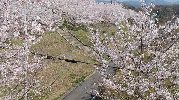 桜 桜の写真