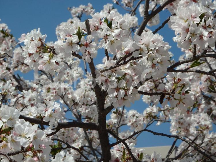 咲き乱れる桜 桜,花,植物の写真素材