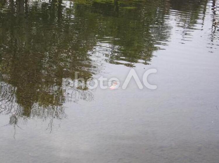 梅春 式部公園 梅春 式部公園 3月,コイ,出張の写真素材
