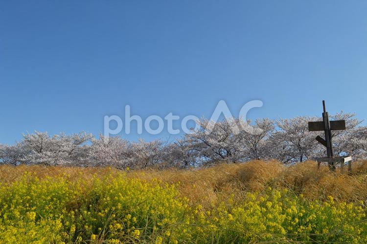 桜と菜の花２ 桜,菜の花,青空の写真素材