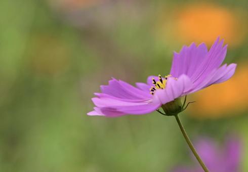 コスモスの花 コスモスの花の写真